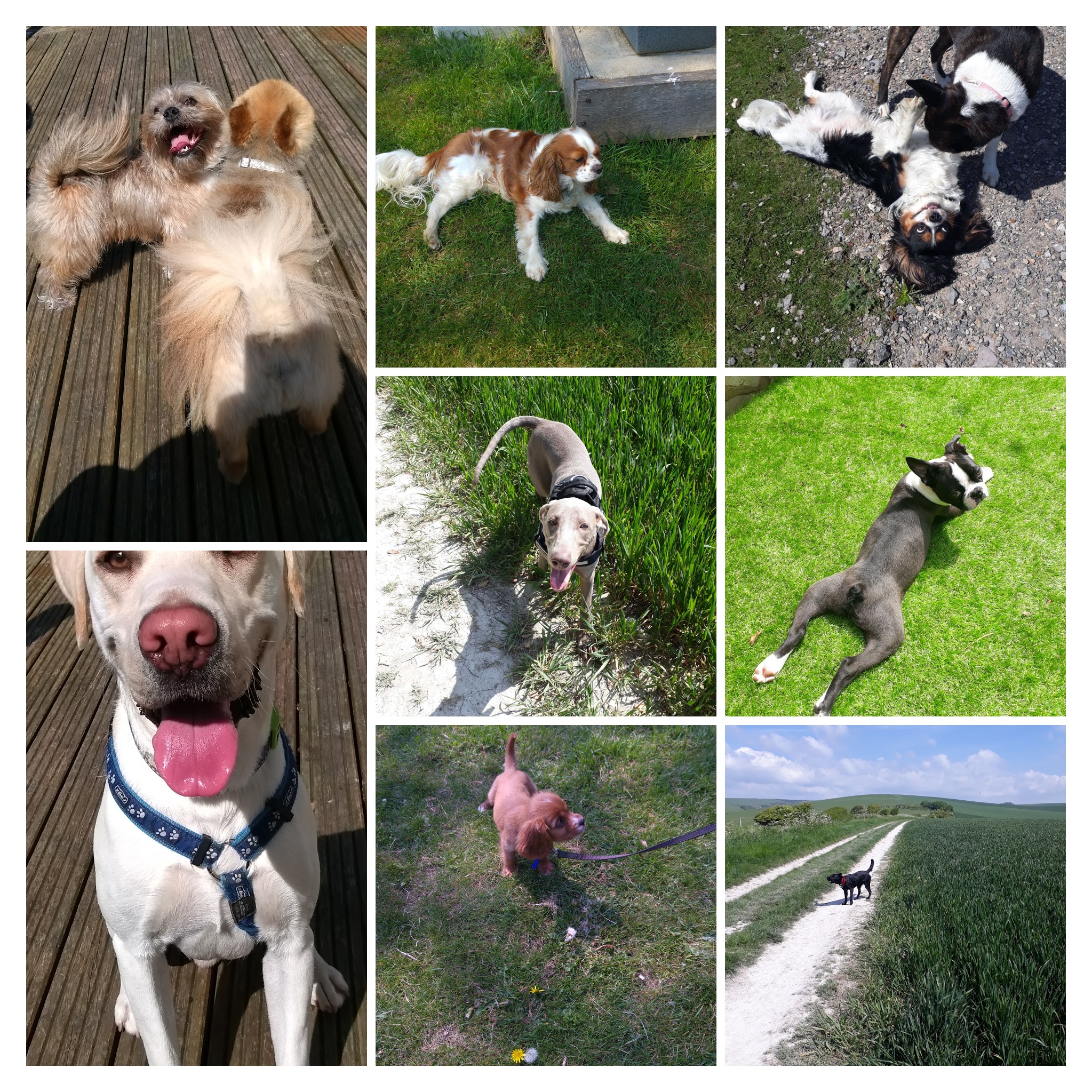 20180508_141736-COLLAGE