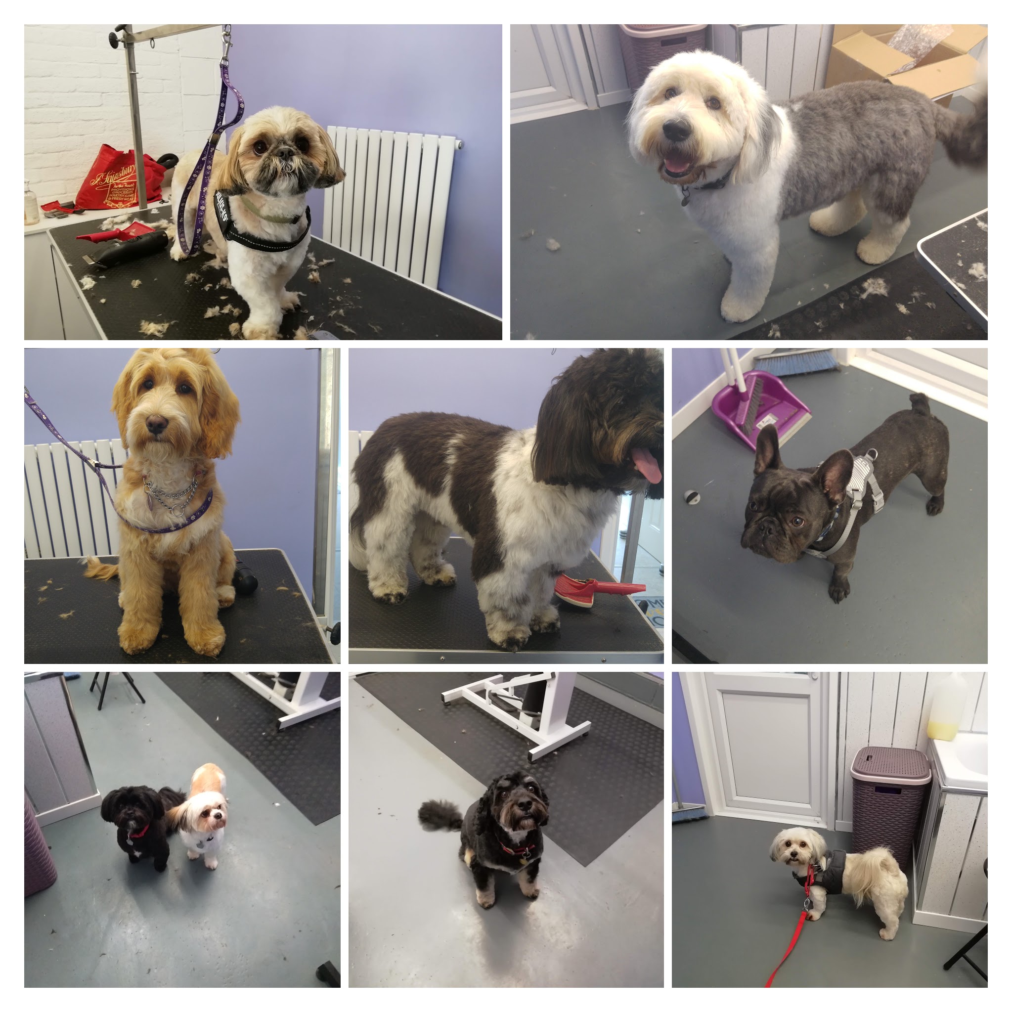 20180928_150655-COLLAGE (1)