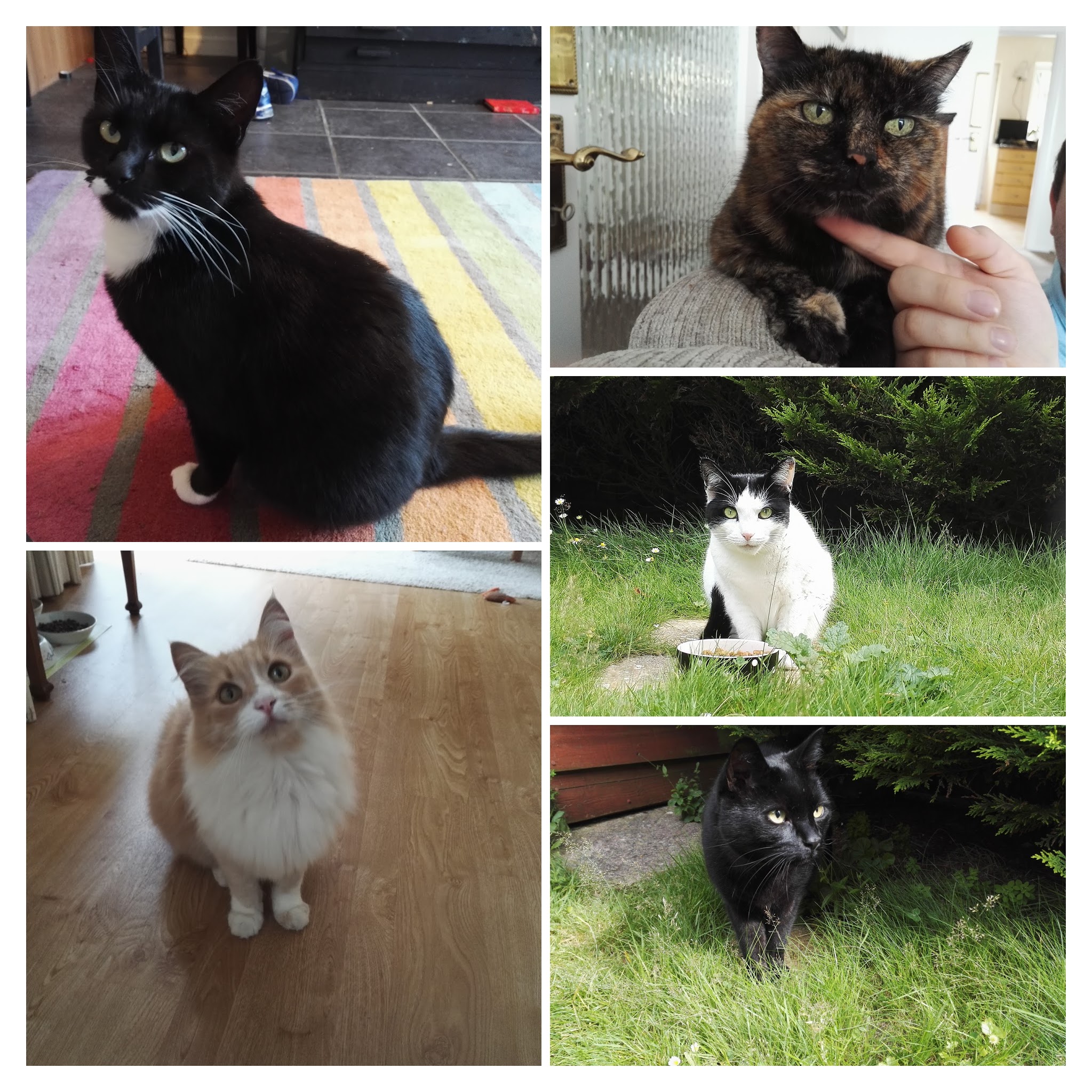 IMG_20160725_094719-COLLAGE