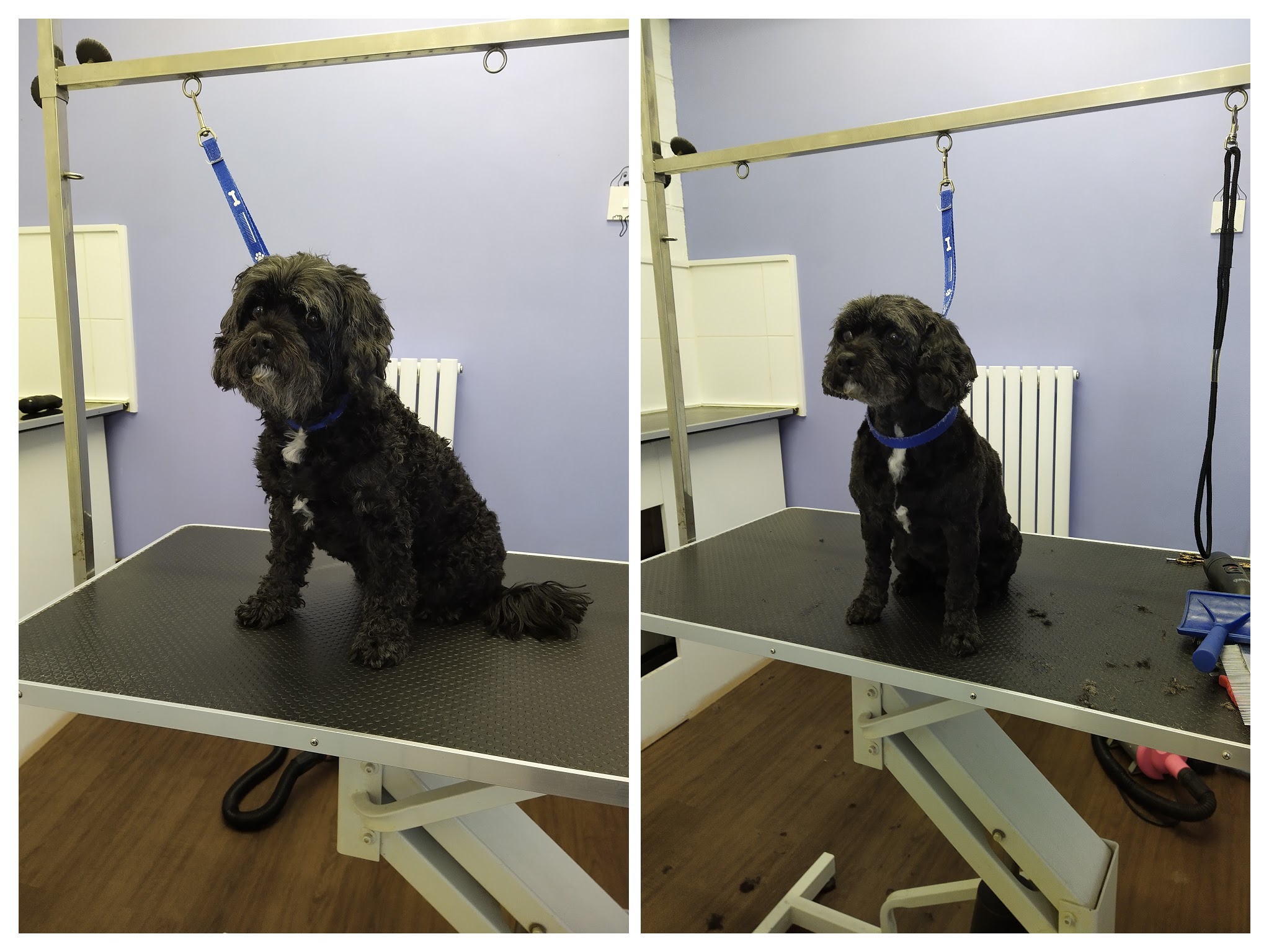 IMG_20200527_133247-COLLAGE (1)